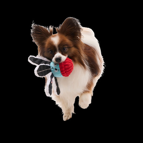 Arctic Ollie Plush Tug Dog Toy
