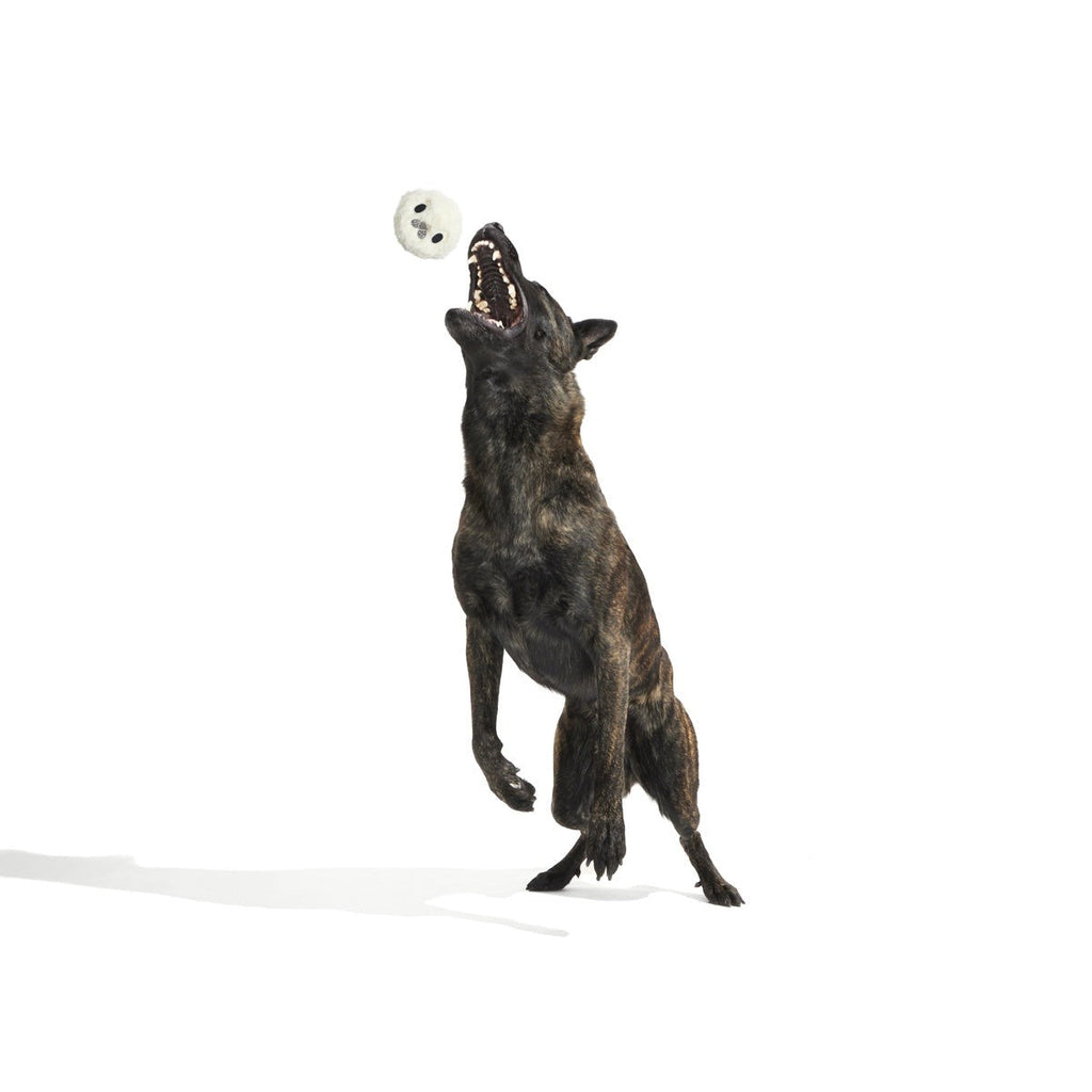 Seal Meal Super Chewer Durable 2-in-1 + Enrichment Dog Toy