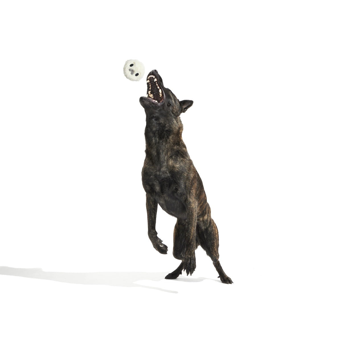 Seal Meal Super Chewer Durable 2-in-1 + Enrichment Dog Toy