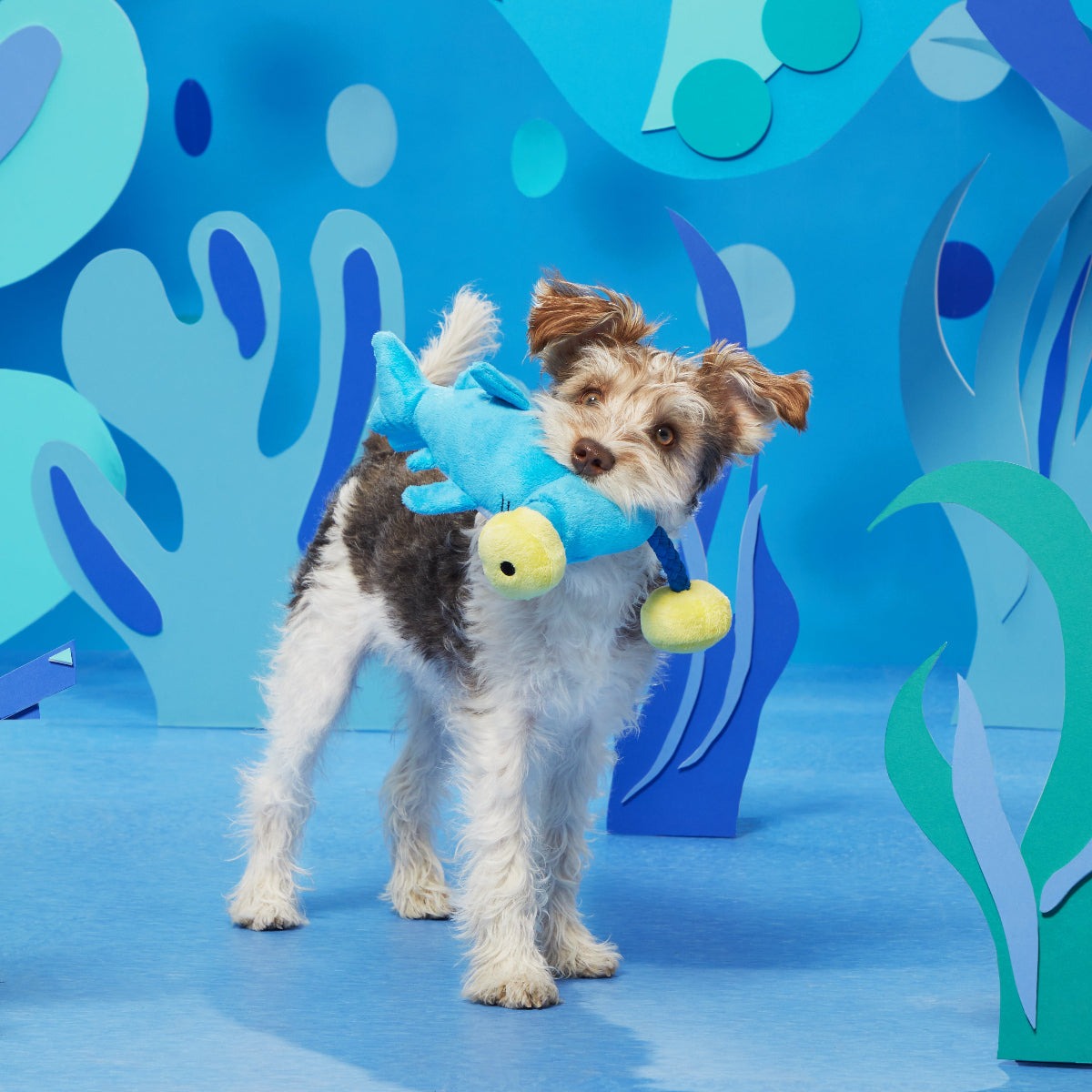 Hammerin' Hank the Shark Plush Tug Dog Toy