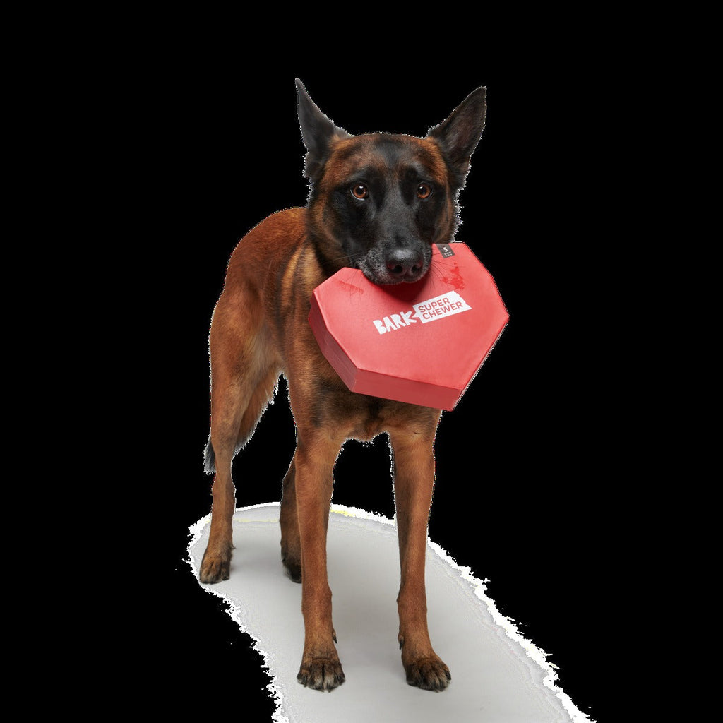 Box of Chocolicks Super Chewer Durable Multi-Part + Gnaw Dog Toy