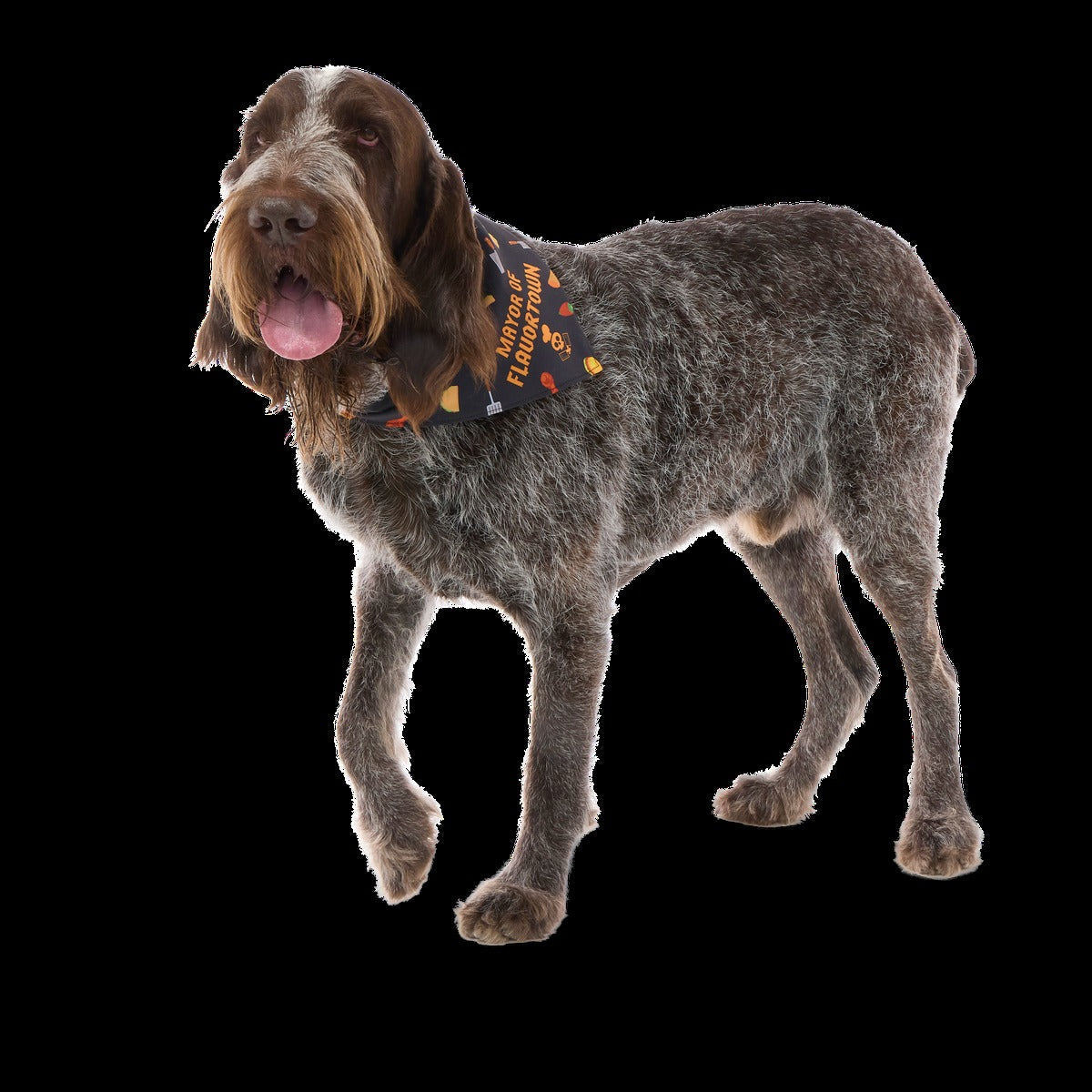 FlavortownTM Dog Bandana