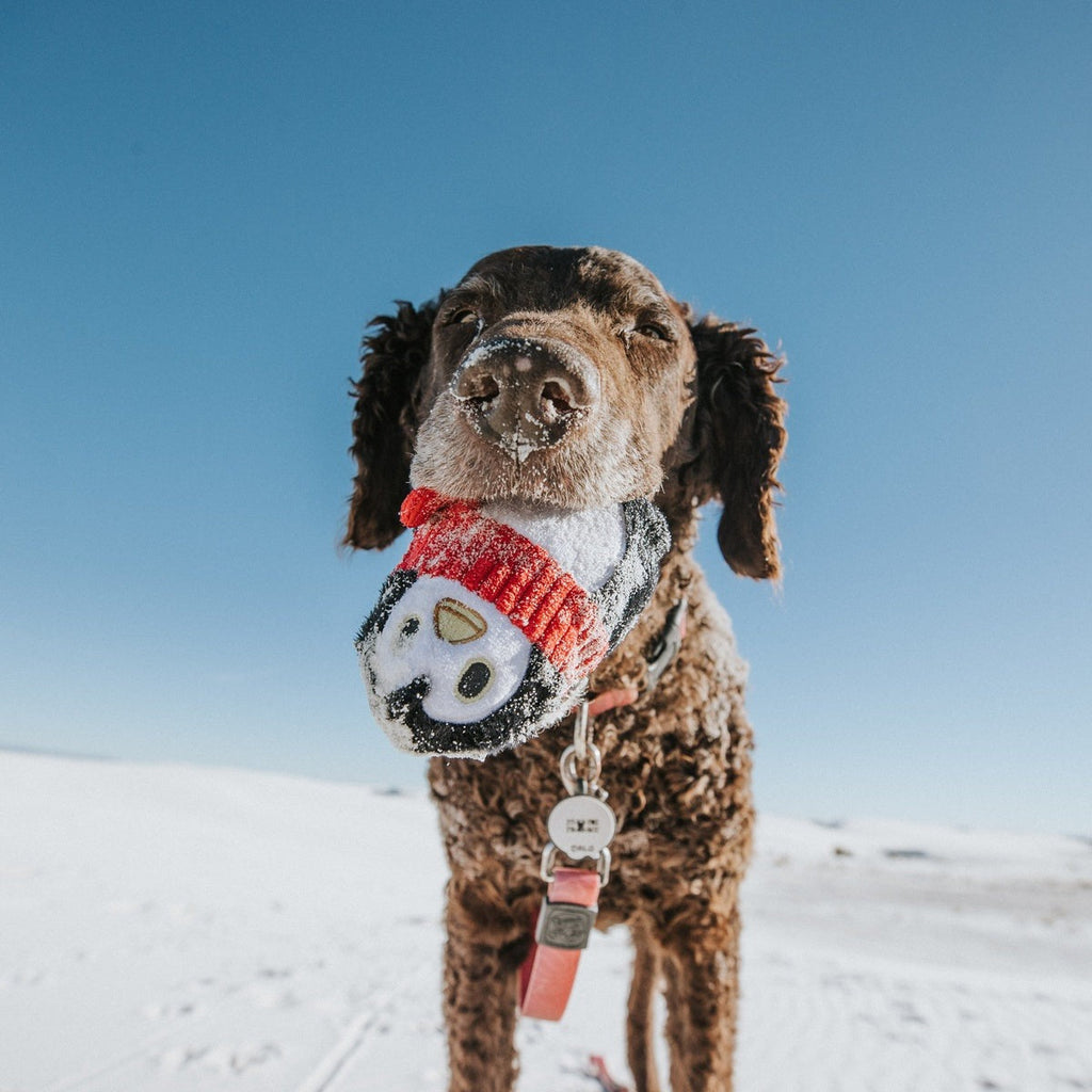 Friendguin Super Chewer Durable 2-in-1 Dog Toy