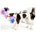 Undead Fred Plush Extra-Large + Tug Dog Toy