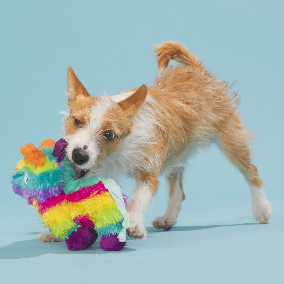 Full o' Fluff Pinata Plush Tug Dog Toy