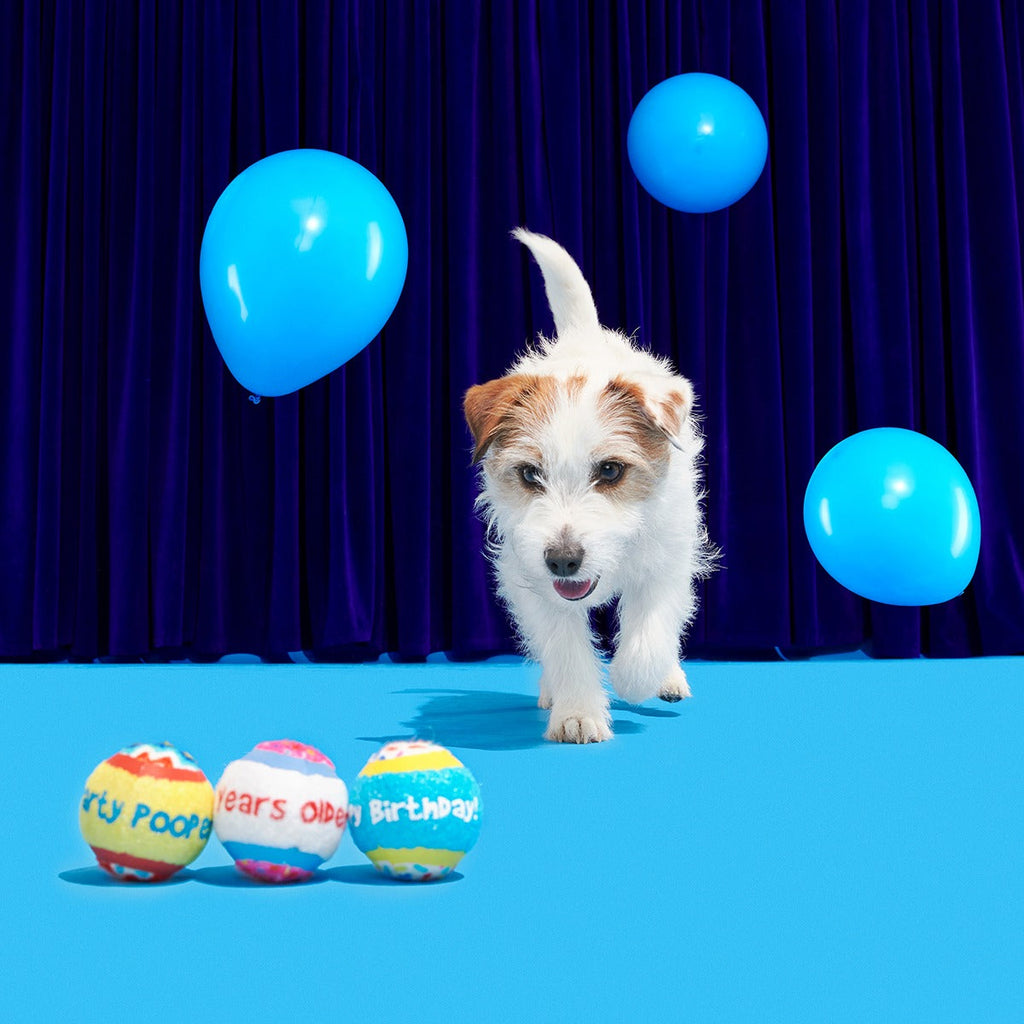 Party Fetchers Plush Multi-Part Fetch Dog Toy