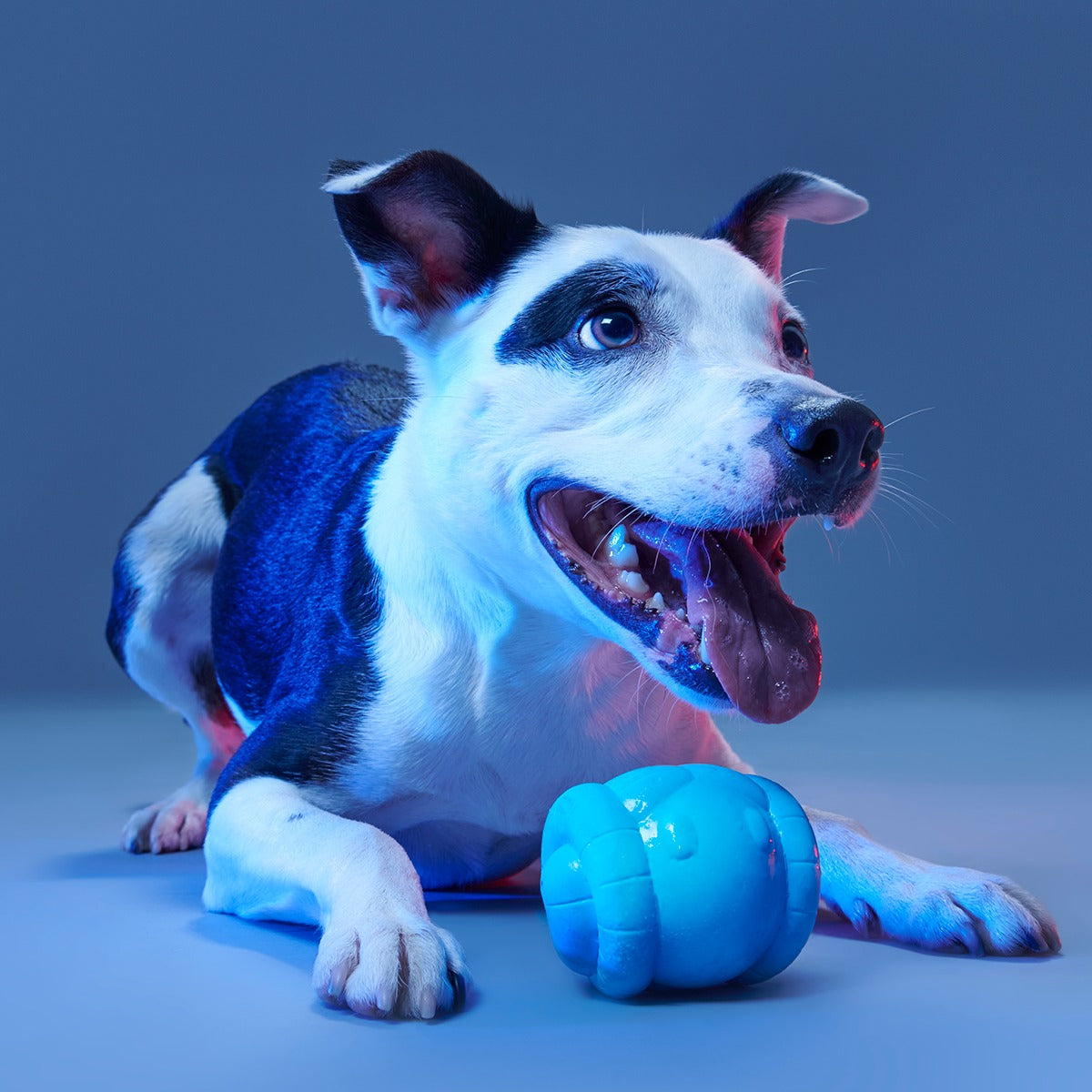 Chew Are My Only Hope Super Chewer Durable 2-in-1 + Fetch Dog Toy