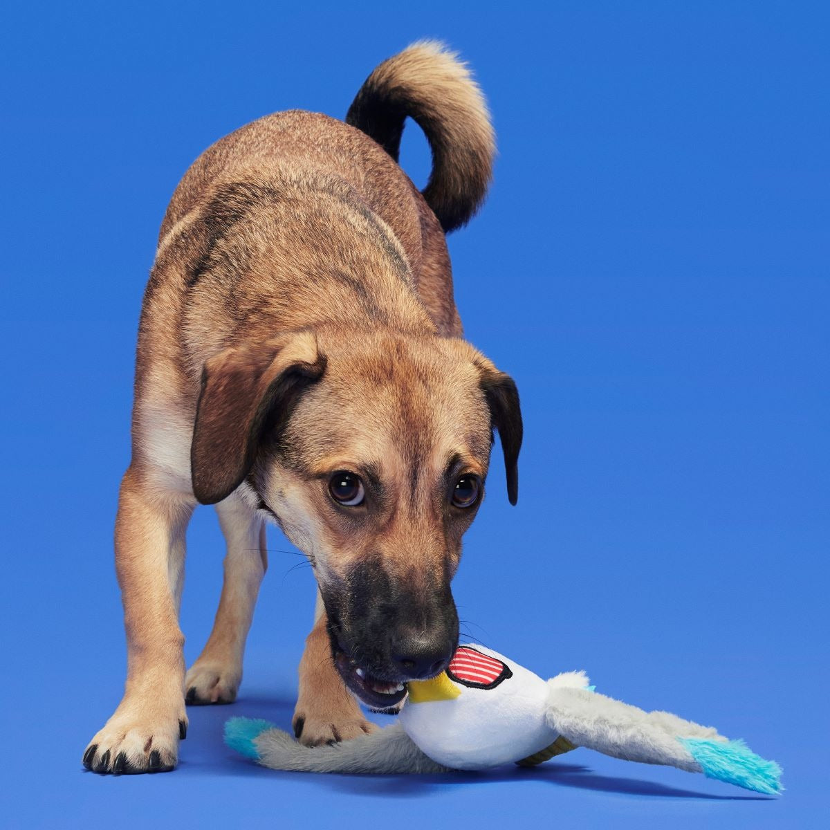 Free Gull Plush Tug Dog Toy