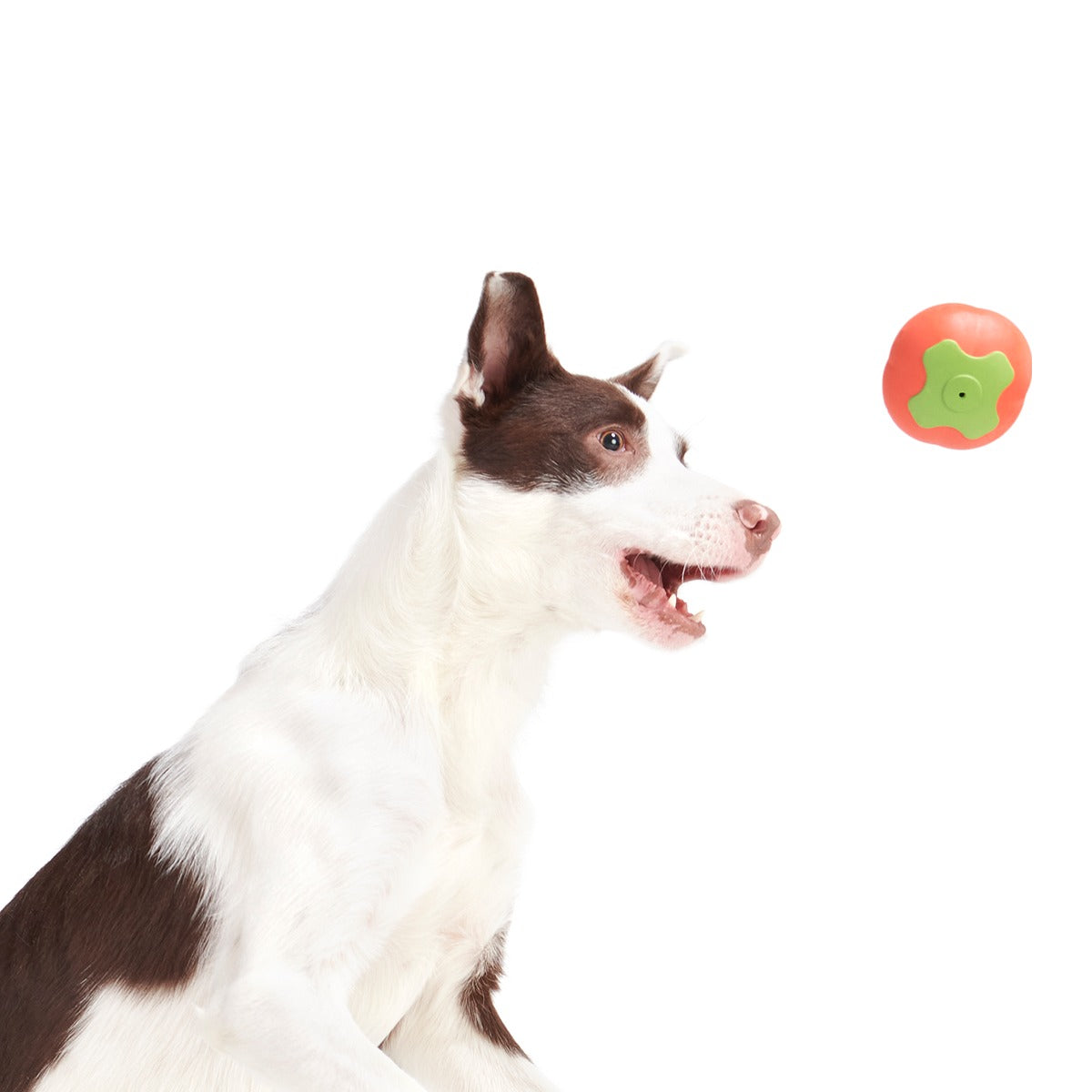 Tomato Tomutto Super Chewer Durable Fetch Dog Toy