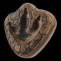 Dino Fossil Chew Durable Super Chewer Enrichment Dog Toy
