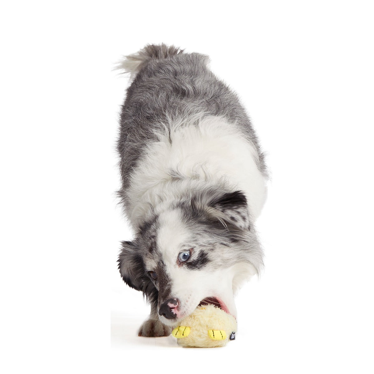 Tough Chick Super Chewer Durable 2-in-1 Dog Toy
