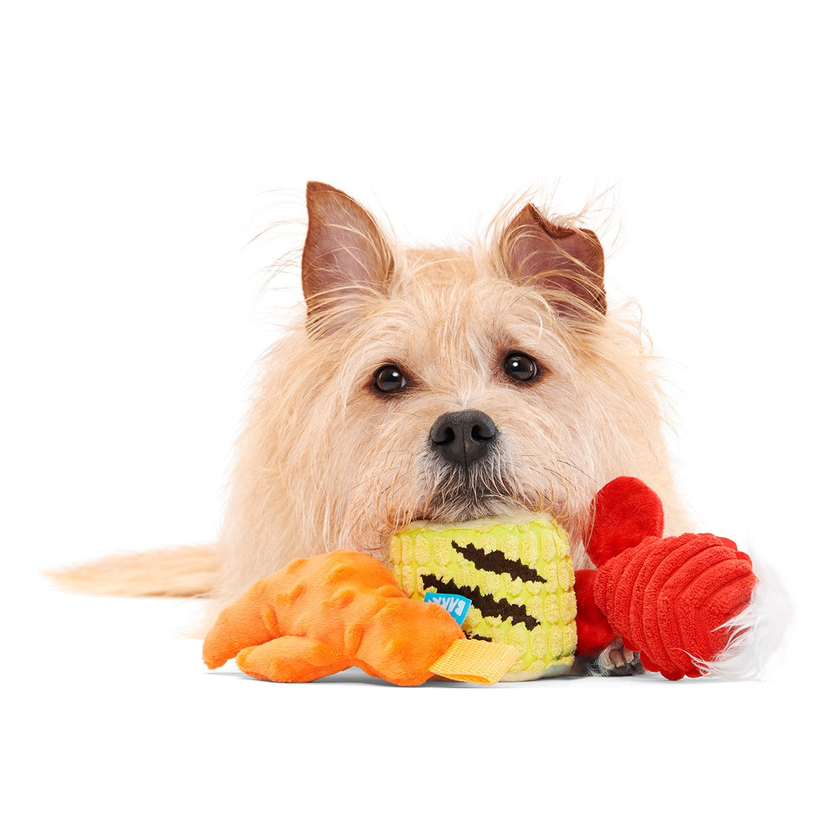 The Maine Event Plush Multi-Part Dog Toy