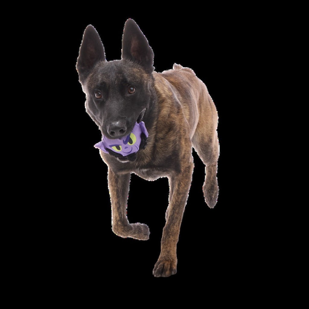 Zeb OrreliosTM Super Chewer Durable 2-in-1 + Fetch Dog Toy