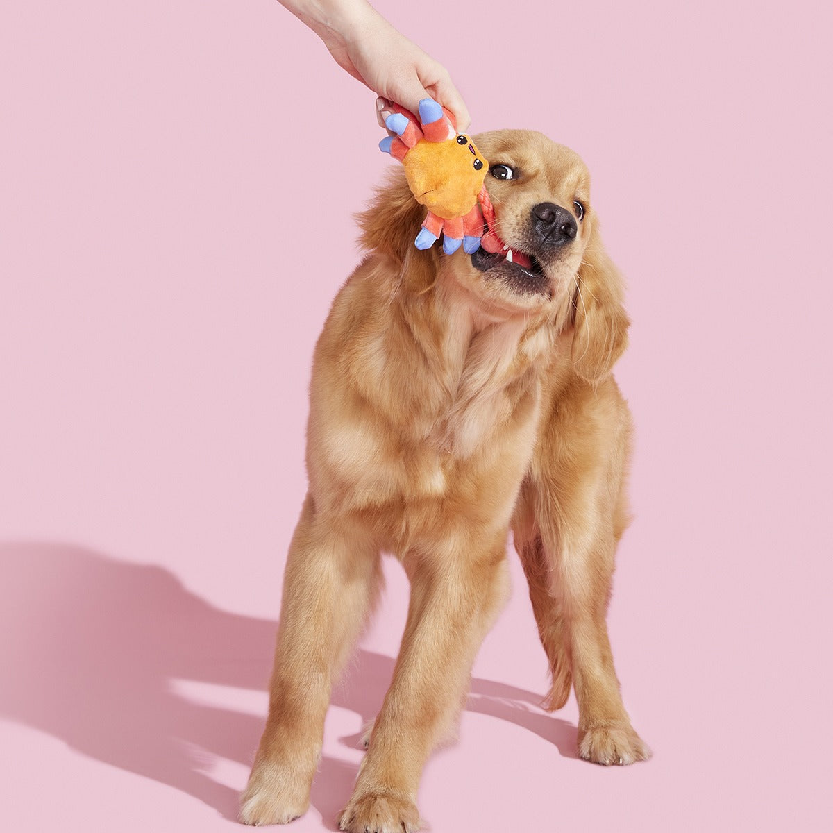 Sally Bitefoot Crab Plush Tug Dog Toy