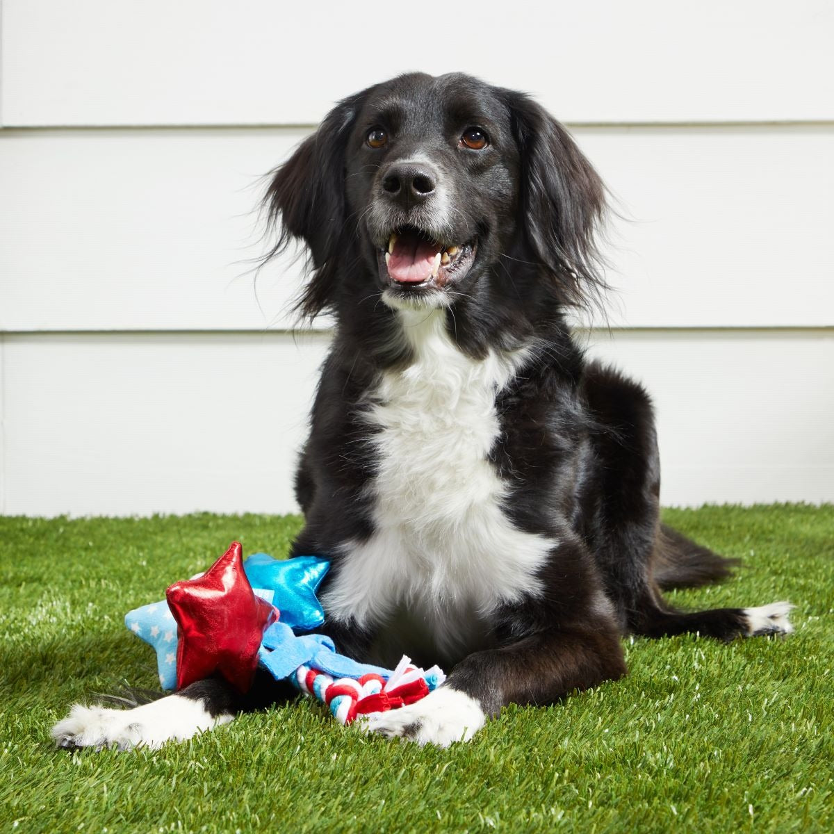 Star Spangles Plush Multi-Part + Tug Dog Toy