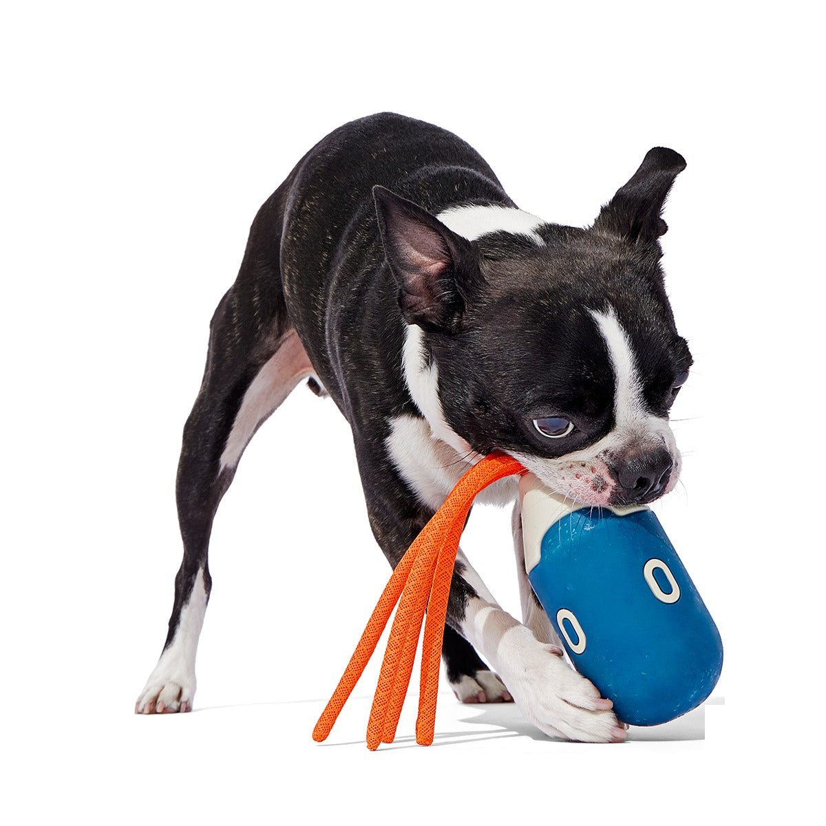 Squidwhip Super Chewer Durable Tug Dog Toy