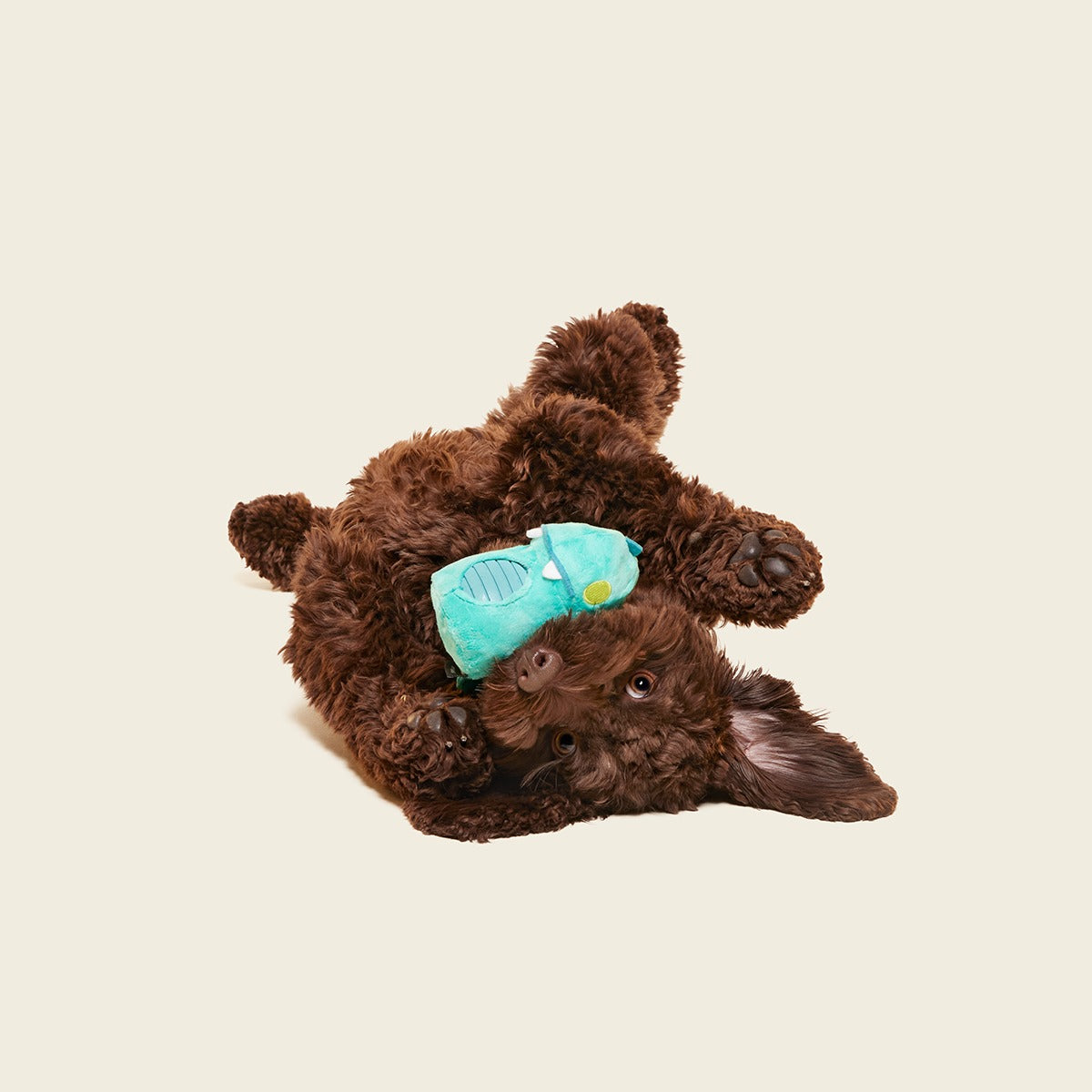 Chomposaurus Super Chewer Durable 2-in-1 Dog Toy