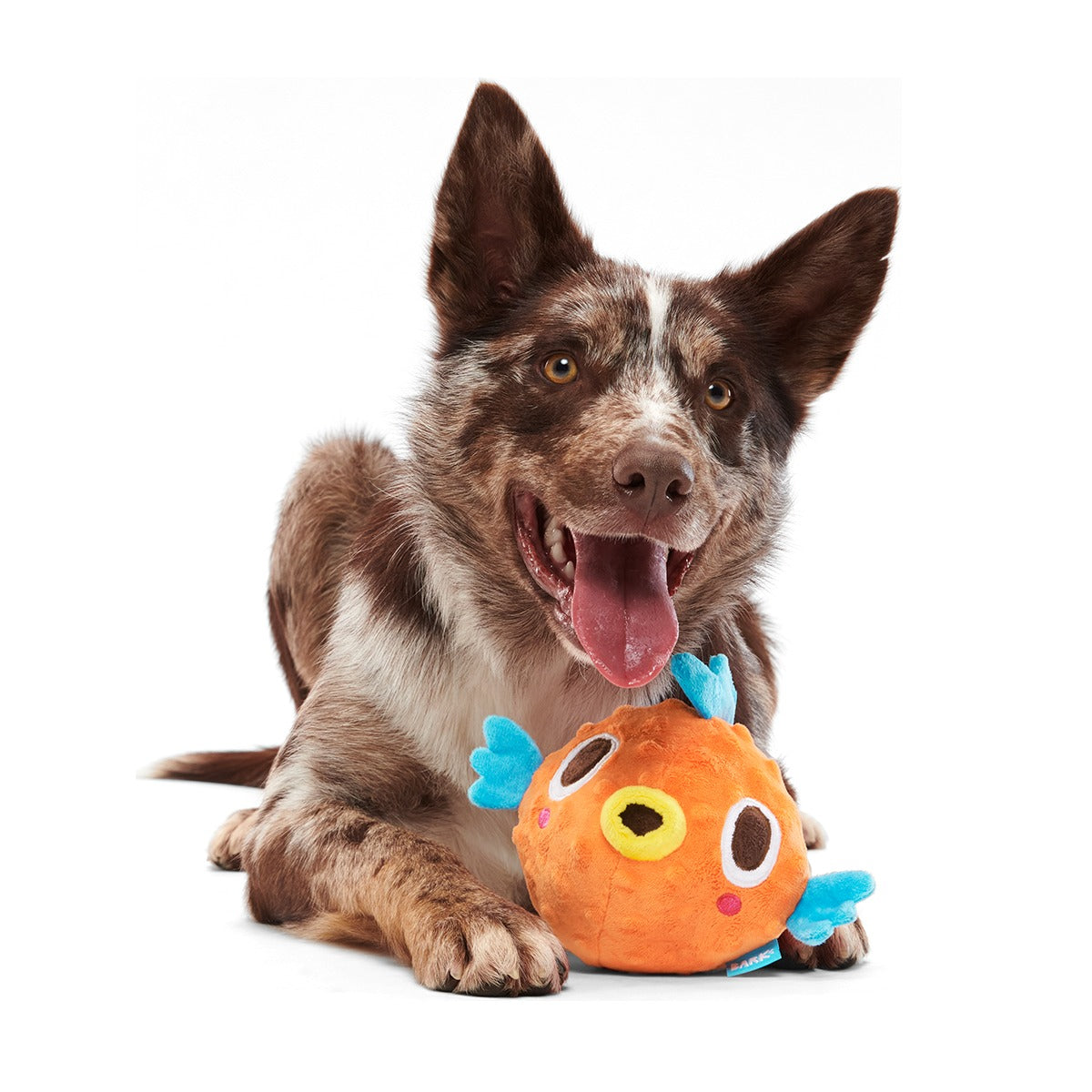 Air Head Plush 2-in-1 + Fetch Dog Toy