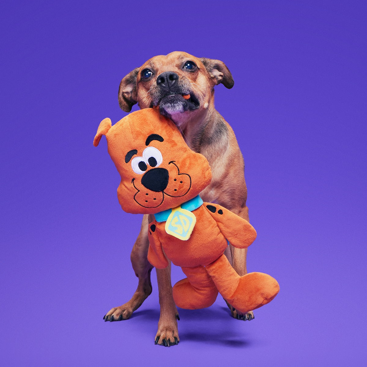 Scooby-DooTM Bundle Plush Extra-Large Dog Toy