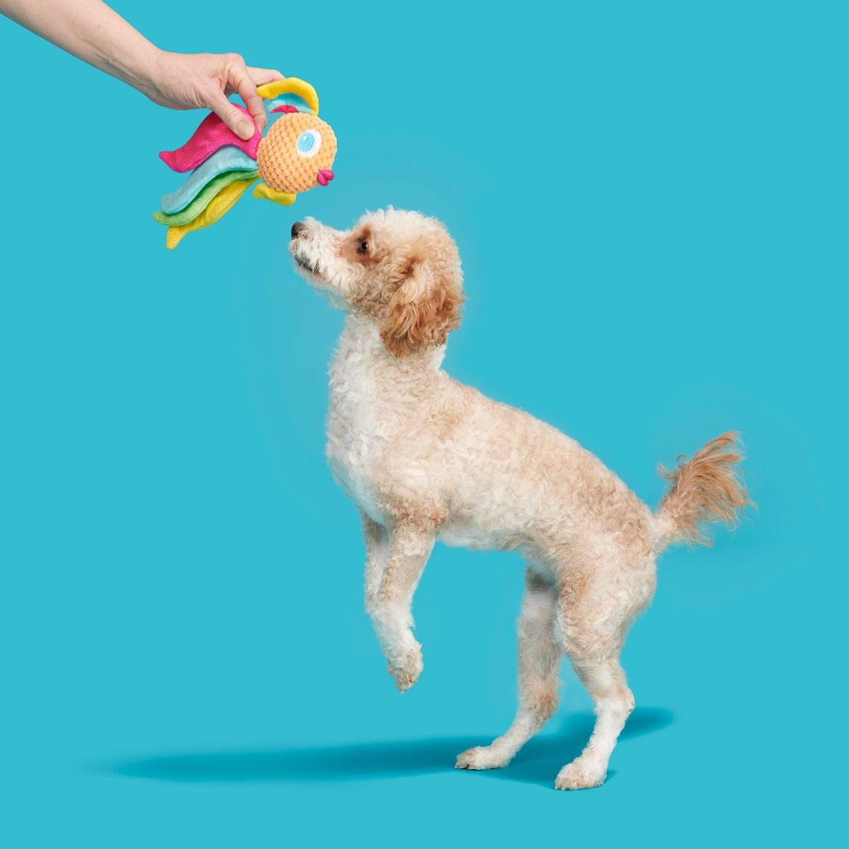 Ahi Tina Plush Tug Dog Toy