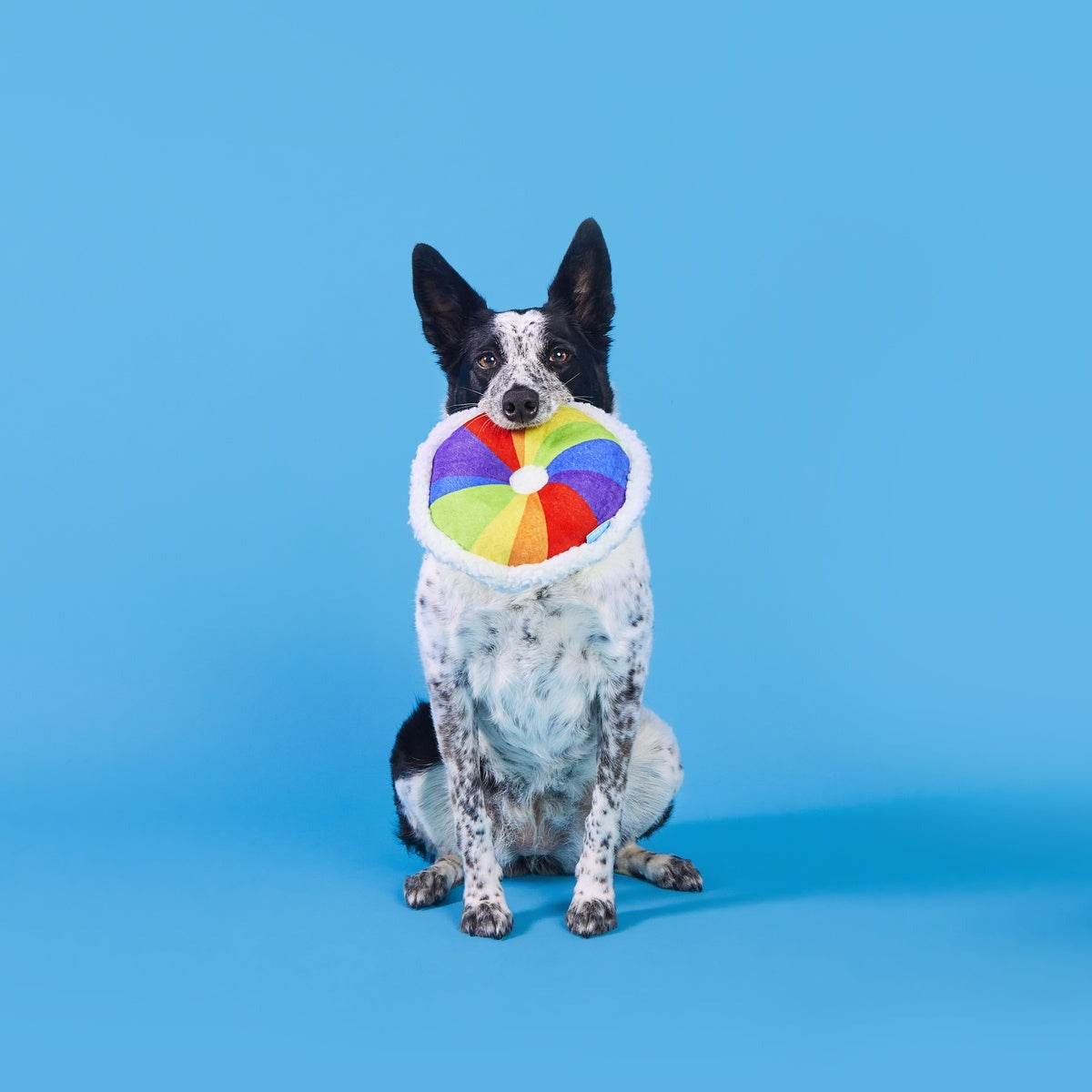 Rainbow-wow Bagel Plush Tug Dog Toy