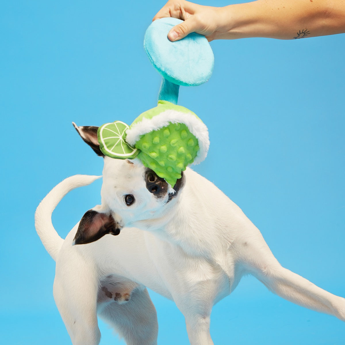 Muy Squeaky Margarita Plush Tug Dog Toy