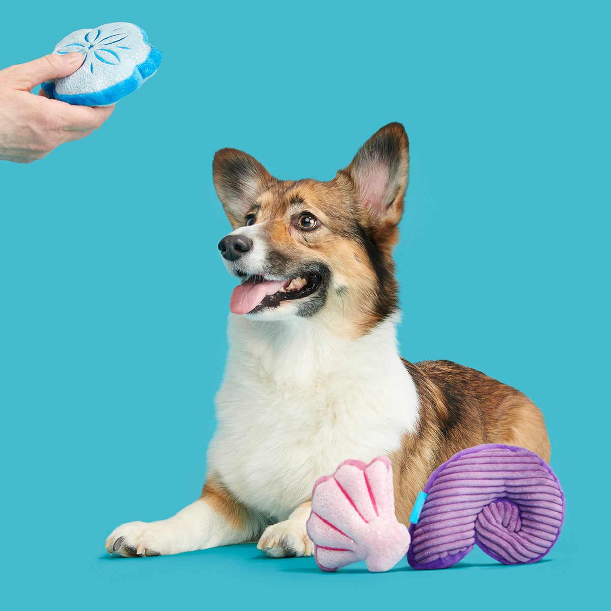 Fetchin' Squeakshells Plush Multi-Part Dog Toy