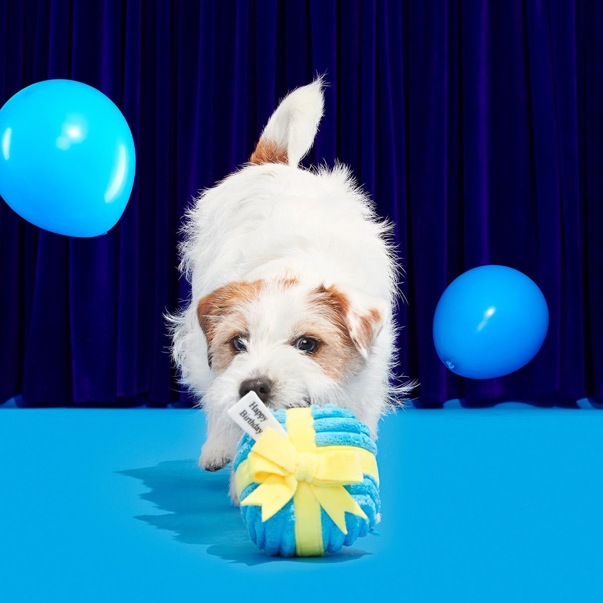 Throw A Party Present Plush 2-in-1 Dog Toy