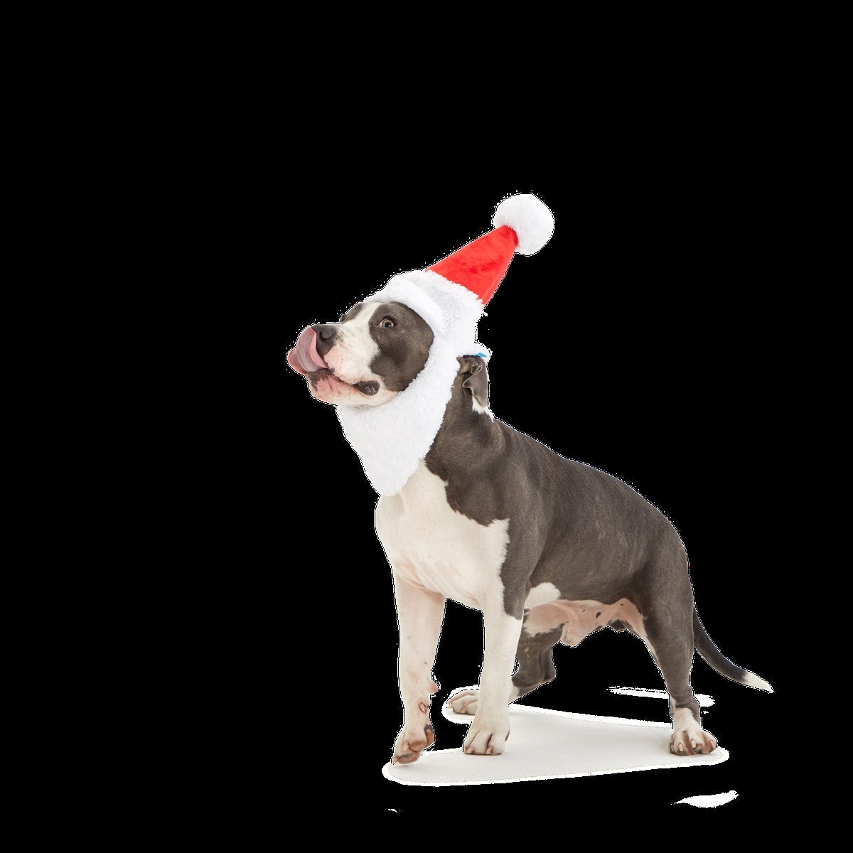 Here Comes Santa Paws Plush Wearable Tug Dog Toy
