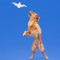 Free Gull Plush Tug Dog Toy