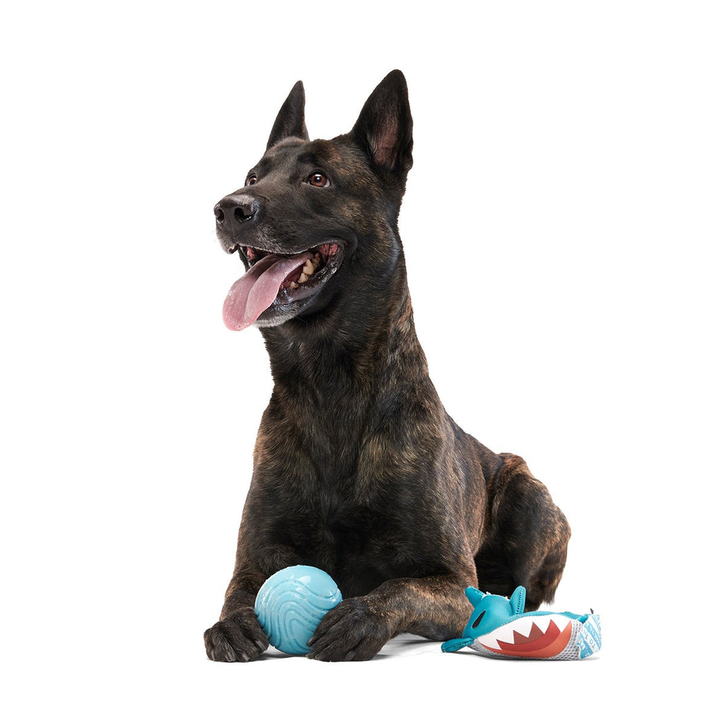 Great White Dwight Super Chewer Durable 2-in-1 + Fetch Dog Toy
