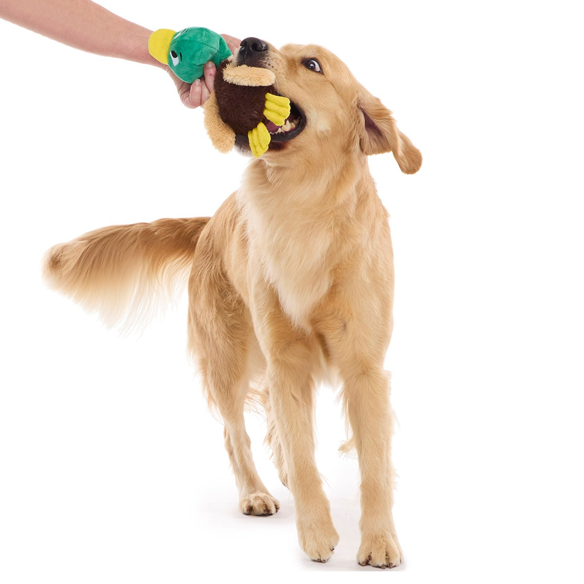 Mal R. Duck Plush Tug Dog Toy