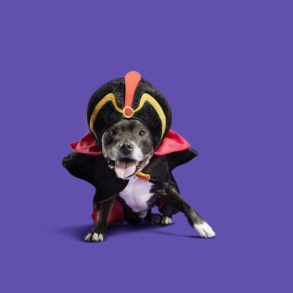 Jafar Dog Costume