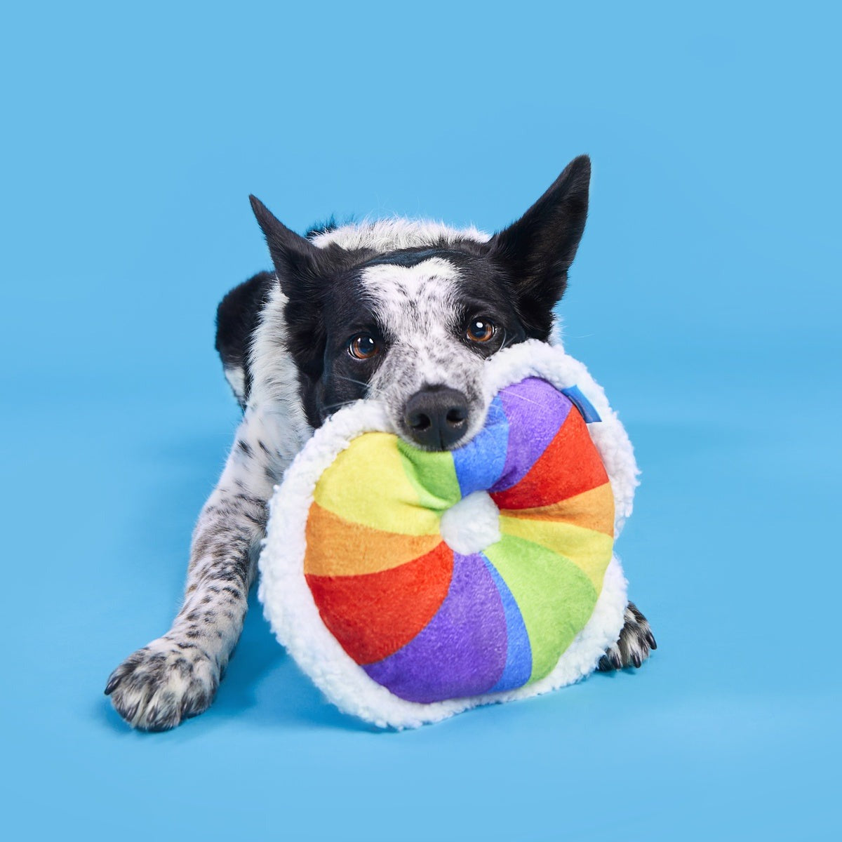 Rainbow-wow Bagel Plush Tug Dog Toy
