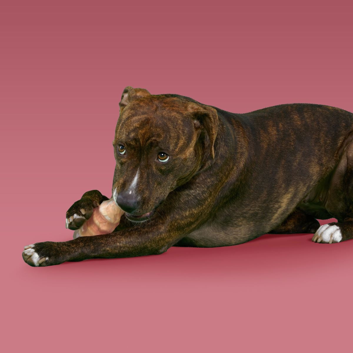 Dandy Rock Candy Durable Super Chewer Gnaw Dog Toy