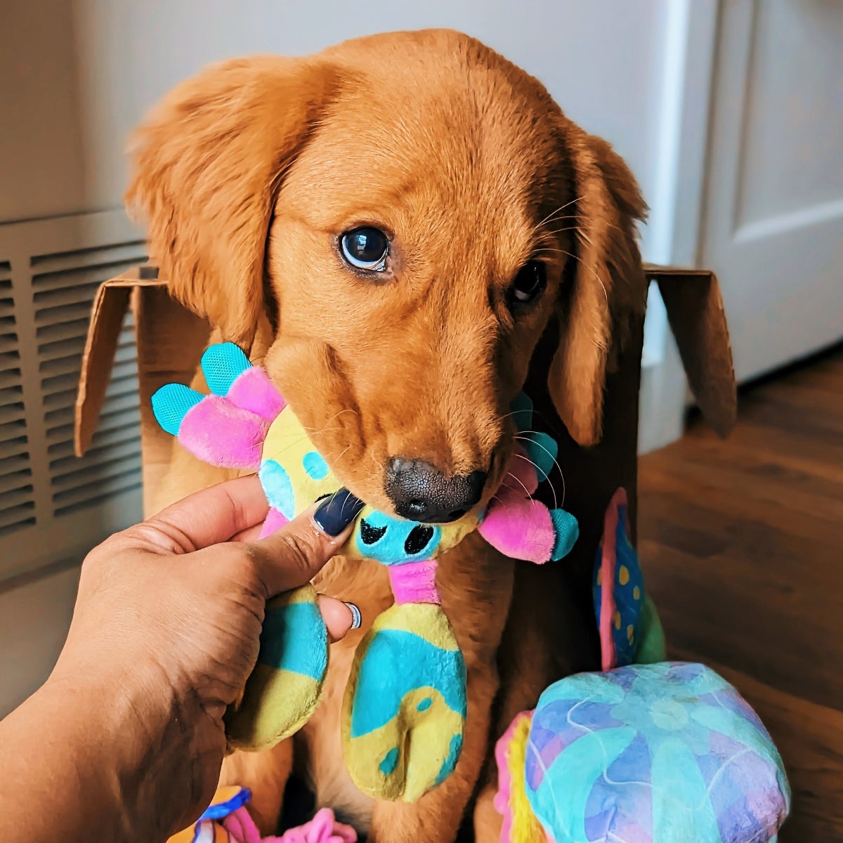 Moe The Mosaic Crab Plush Tug Dog Toy