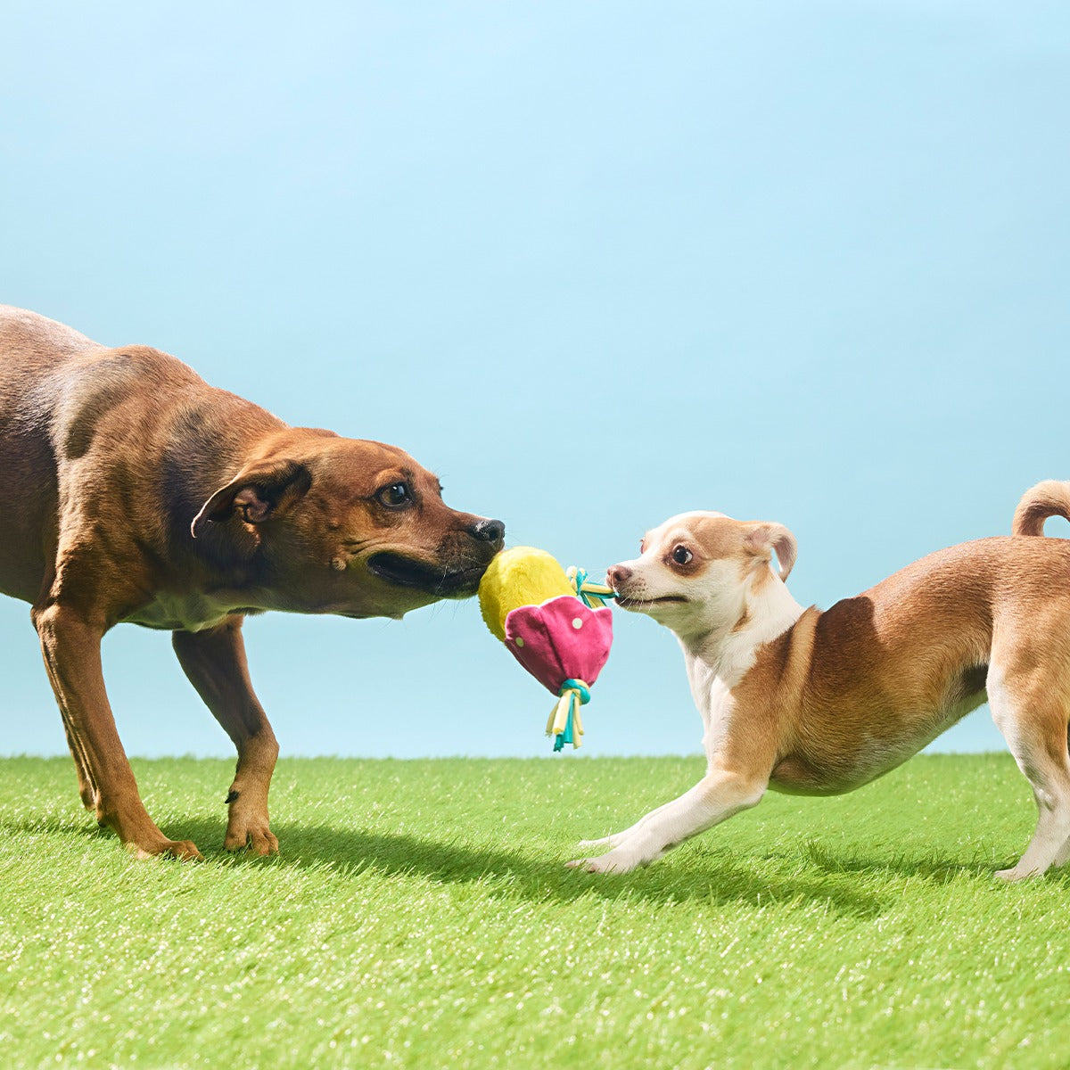 Peep-A-Bird Plush Tug Dog Toy