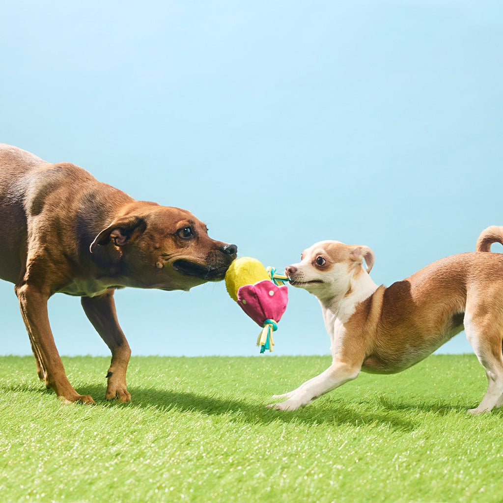 Peep-A-Bird Plush Tug Dog Toy