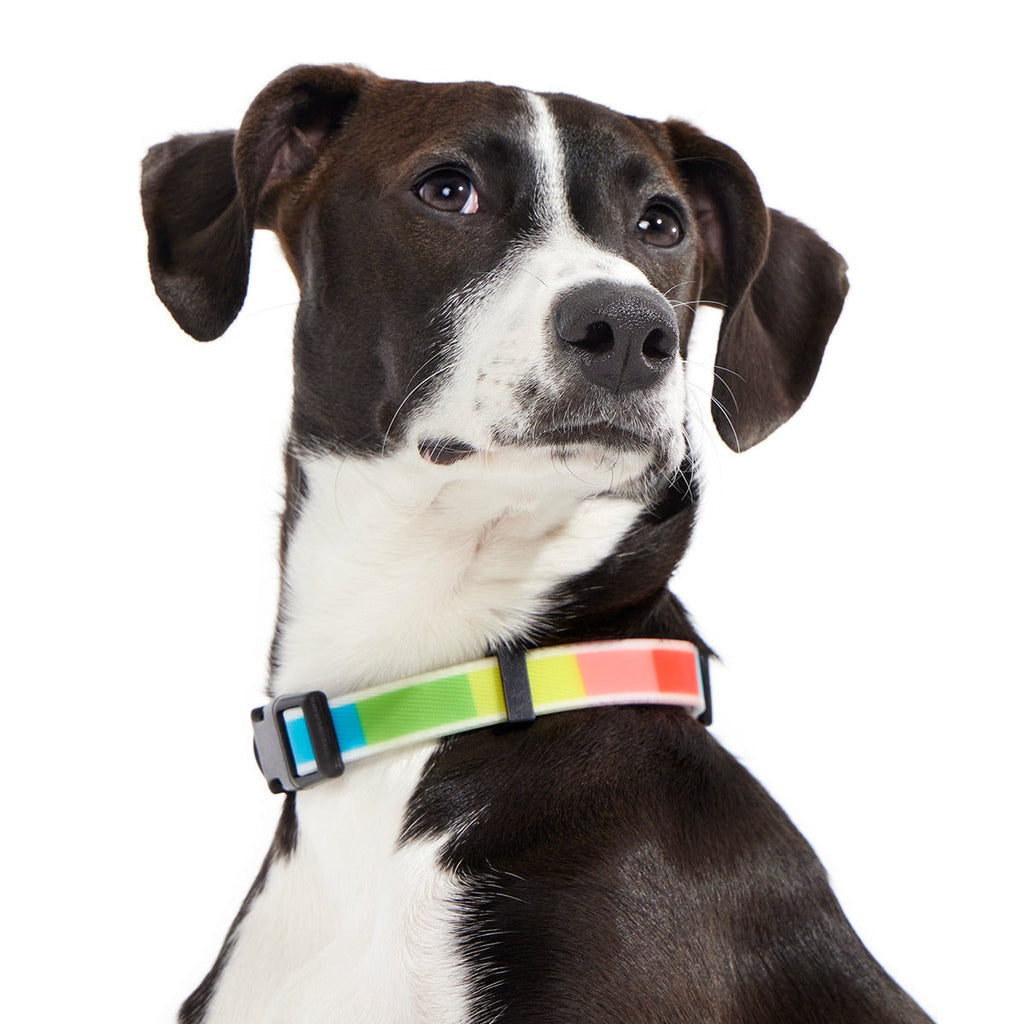Pride Dog Walking Gear Bundle