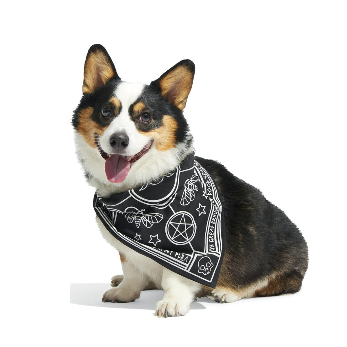 Witch Dog Bandana