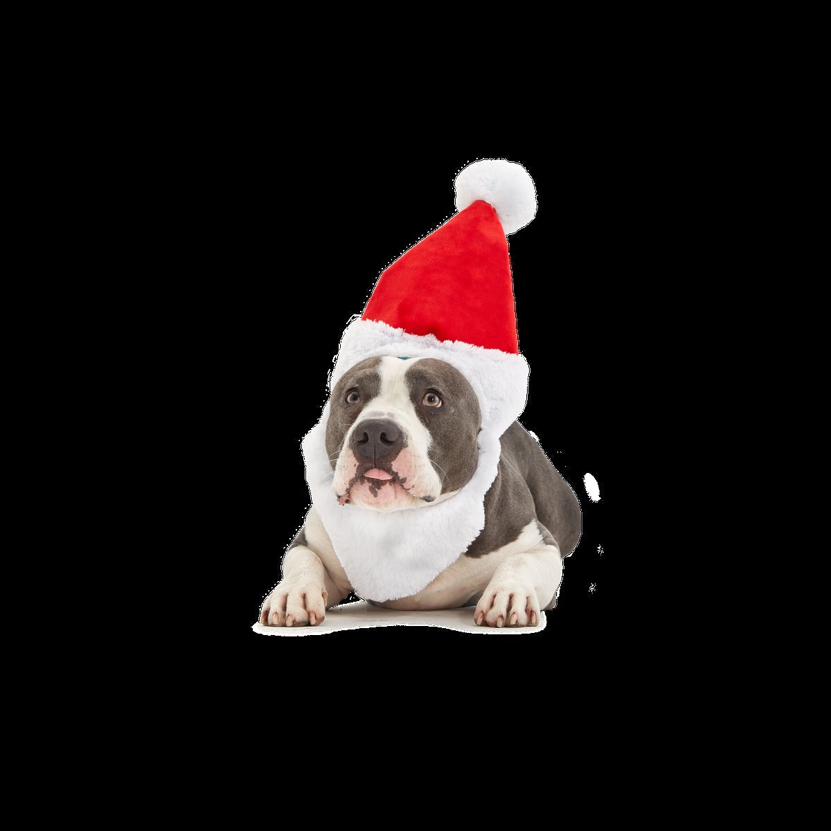 Here Comes Santa Paws Plush Wearable Tug Dog Toy