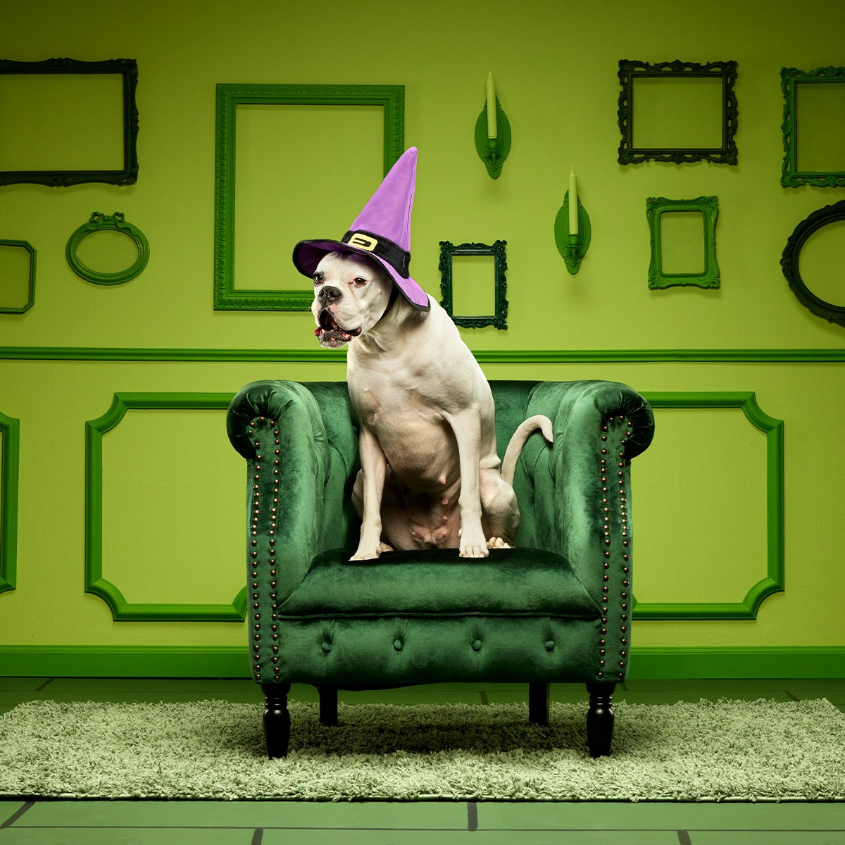Witch's Scritches Hat Super Chewer Durable Wearable Dog Toy