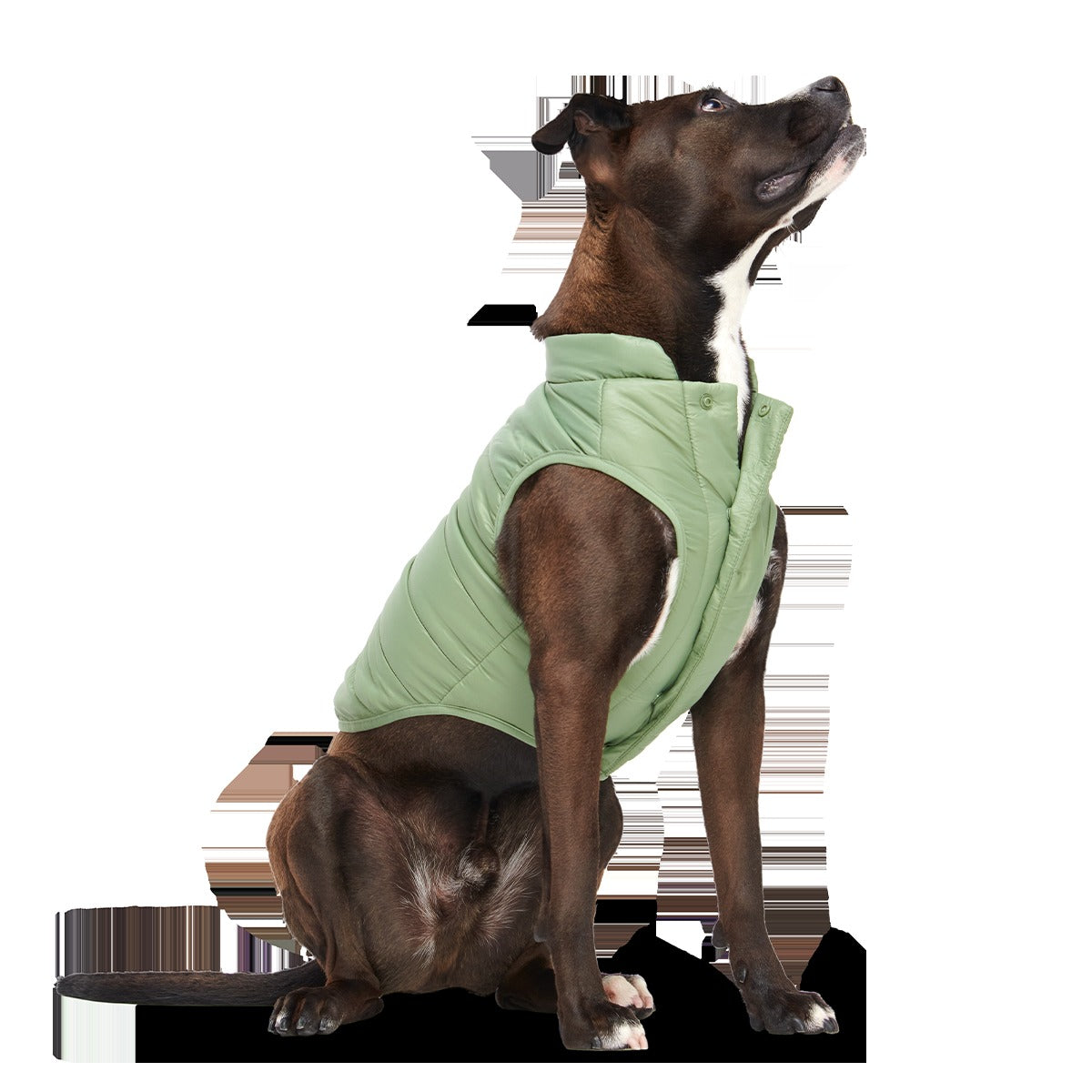 Puffer Dog Vest