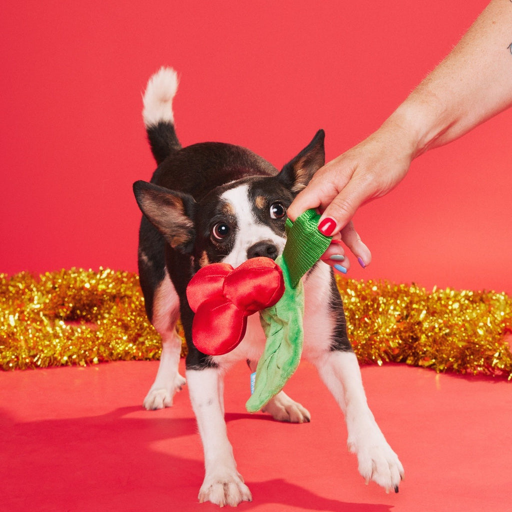 Mistletug Plush Tug Dog Toy