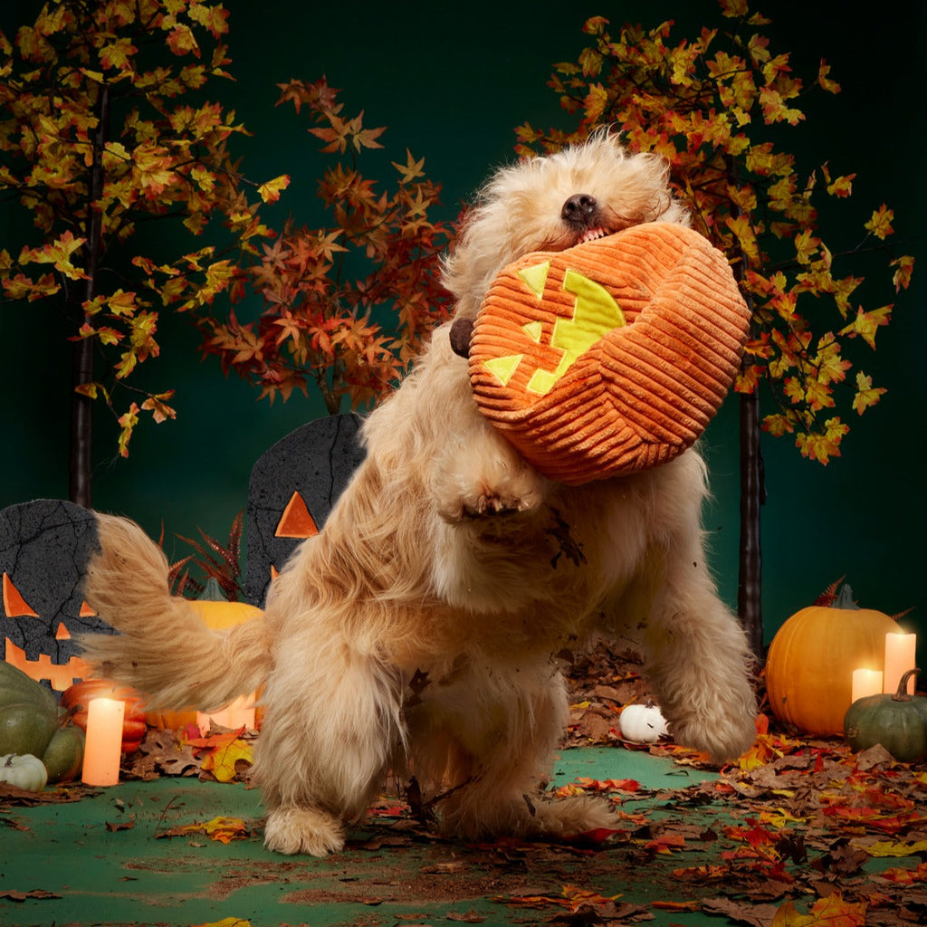 Chumpkin Plush Tug Dog Toy
