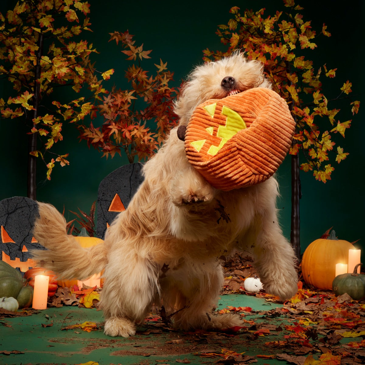 Chumpkin Plush Tug Dog Toy