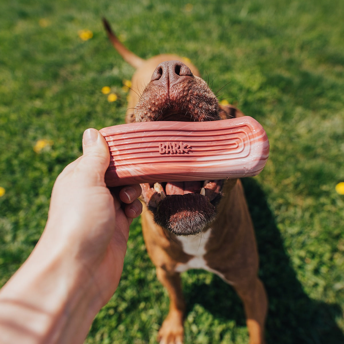Tough Break Bacon Super Chewer Durable Gnaw Dog Toy