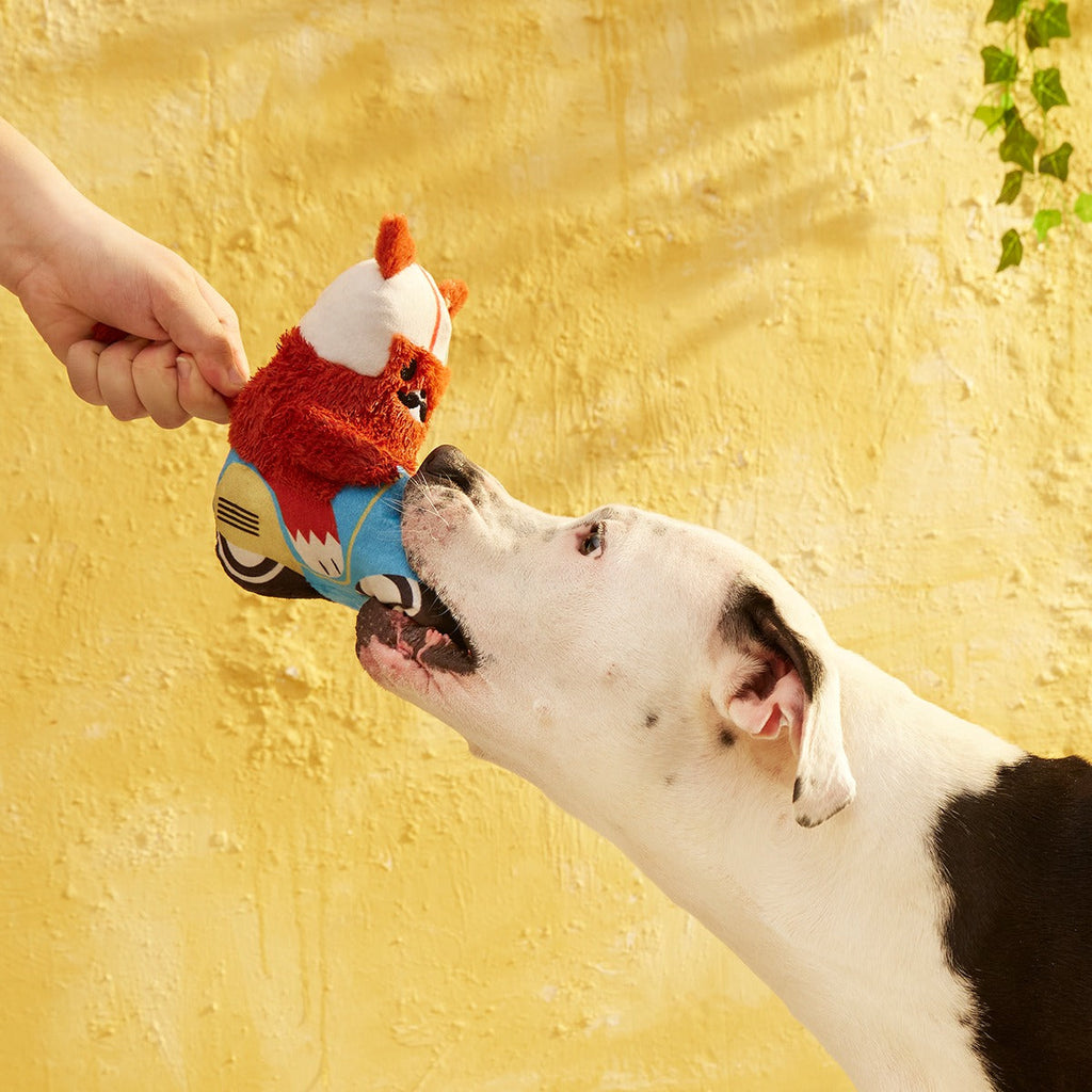 Buona Squirrela Plush Tug Dog Toy
