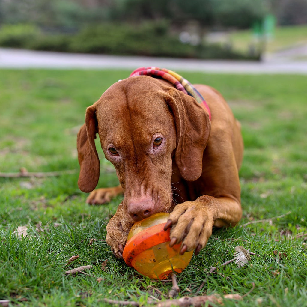 Nebula Super Chewer Durable Fetch + Enrichment Dog Toy