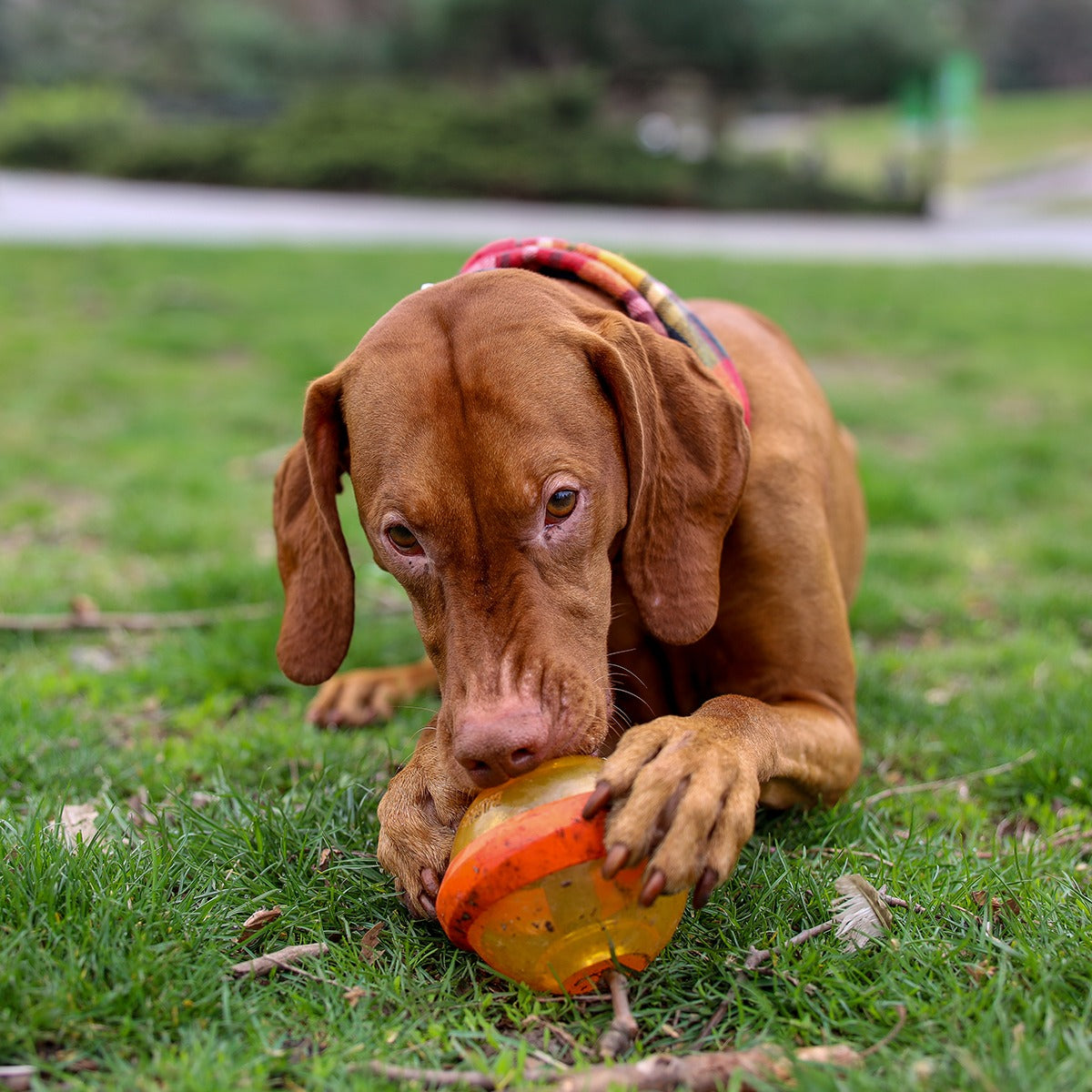 Nebula Super Chewer Durable Fetch + Enrichment Dog Toy